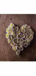 Fandy Photoalbum Pocket Wooded Brownie