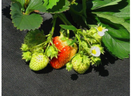 Iglaco&nbsp;Iglaco&nbsp;Black&nbsp;Agricultural&nbsp;Service&nbsp;50G&nbsp;0,8x10m