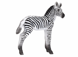 Mojo Zebra mládě
