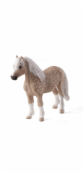 Mojo Velšský pony