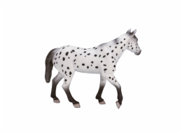 Mojo Appaloosa hřebec