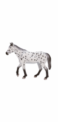 Mojo Appaloosa hřebec