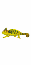 Mojo Chameleon