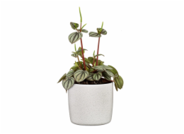 Hrnec Scheurich Perla 64667, keramika, H 15 cm, bílý