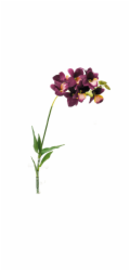 Lucky Reptile Jungle Plants kvetoucí Orchidej Lila, cca 40 cm bez základny
