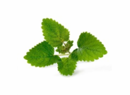Véritable Lingot Meduňka lékařská - BIO