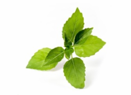 Véritable Lingot Citronová bazalka - BIO