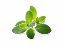 Véritable Lingot Majoránka - BIO