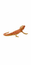 Mojo Agama