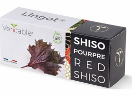 Véritable Lingot Fialový shiso - BIO