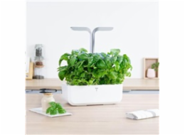 Véritable Lingot Bazalka mamutí