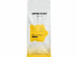 Coffee Plant Kávová rostlina Espresso Brazil Mogiana 1 kg kávových zrn