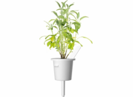 Click And Grow Náhradní náplň do Smart Garden do šalvěje Click & Grow 3 ks