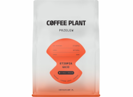 Coffee Plant Kávová rostlina Etiopie Guji 250g kávových zrn
