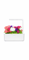 Smart Garden Petunie