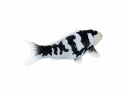 Mojo Kapr koi shiro utsuri
