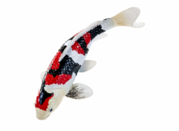 Mojo Kapr koi showa sanshoku