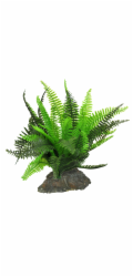 Lucky Reptile Fern cca 25 cm