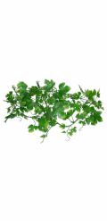 Lucky Reptile Jungle Vine Gape Leaf Vine cca 200 cm