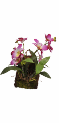 Lucky Reptile Jungle Plants kvetoucí Závěsná orchidej - purpurová cca 20x30 cm