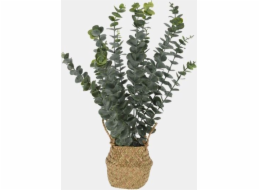 Umělý eukalyptus v košíku, 50 cm