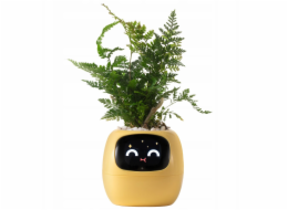 kwiatydonice PlantsIO BŘEČŤAN ŽLUTÝ