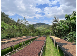 NoName RWANDA MUHABURA ROYAL ROBUSTA OMNIROAST zrnková káva 1kg