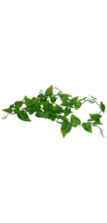 Lucky Reptile Jungle Vine Philo Vine cca 200 cm