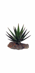 Lucky Reptile-Sukulenty Tiger Aloe, cca 8 cm