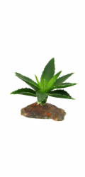 Lucky Reptile-Sukulenty Agave malé, cca 10 cm