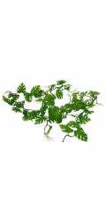 Lucky Reptile Jungle Vine Pothos Vine cca 200 cm