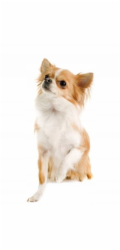 OASY One Animal Protein Adult Small/Mini Duck - suché krmivo pro psy - 2,5kg