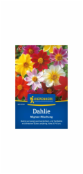 Kiepenkerl Dahlia "Mignon Mix" Dahlia
