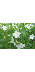 Helix Vždyzelená "Alba" bílá květináč cca 13 cm Vinca minor