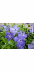 Helix Stálezelená rostlina  Marie  Modrofialová květináč v květináči cca 13 cm Vinca minor