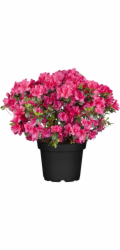GROW by OBI Azalka "Majas Rubin" květináč O cca 18 cm rododendron