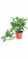 GROW by OBI PĚSTOVÁNÍ OD OBI DÍRKOVÁ ROSTLINA Leichtlinii Květináč O cca 12 cm Monstera Adansonii