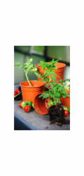 Florus Květináč na sazenice , průměr 21 cm, terakotový