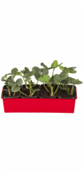 Sonstige Zahradní měsíční jahoda "Korona" 10 kusů Fragaria