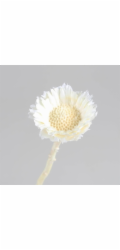 Dekorativní květina Protea repens Bleached