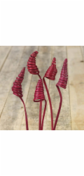 Dekorativní rostlina Cane Cone Burgundy