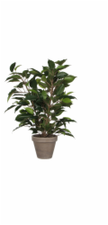 Slída Dekorace Umělá rostlina Fíkus Natasja Zelená V 40 cm, O: 30 cm