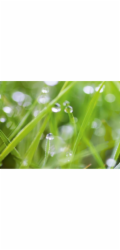 Zadní panel s ochranou proti stříkající vodě WandArt easy 80 cm x 58,5 cm Grass (D4002P BRIL) FSC®