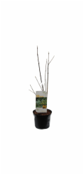 Javor polní, výška cca 40-60 cm, květináč cca 3 l, Acer campestre