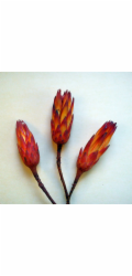 Protea repens Sugarbush Red 3 kusy