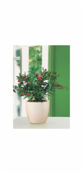 Sazeč Scheurich 920 O 14 cm krém