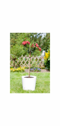 Bambusová tyč 120 cm, průměr cca 1 cm