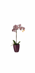 MICA Umělá slída Phalaenopsis v květináči 47 cm x O 18 cm, tmavě fialová