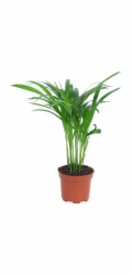Sonstige Areková palma, výška cca 40-45 cm, průměr květináče cca 10,5 cm, Dypsis lutescens