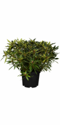 GROW by OBI Alpská růže OBI "Graziella" růžová výška cca 30 - 40 cm květináč cca 5 l rododendron